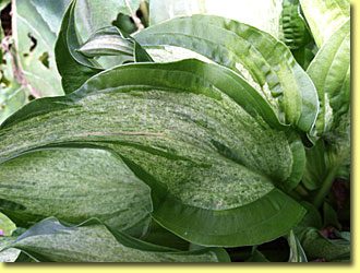 Close-up of large green leaves with textured surfaces.