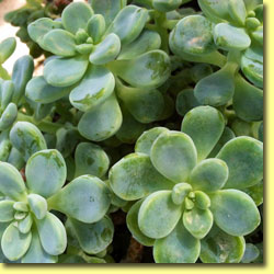 Picture: Succulents Echevaria 'Little Blue'