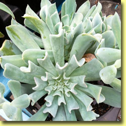 Picture: Succulents Echevaria 'Topsey Turvey'