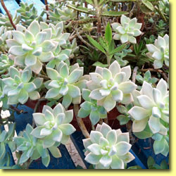 Picture: Succulents Ghost Plant