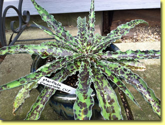 Picture: Succulents Manfreda 'Chocolate Chip'