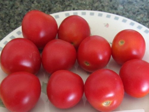Picture: Tomato Dwarf Bendigo Blush (photo courtesy Heritage Seeds Market)