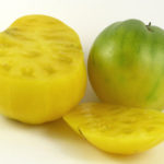 Picture: Tomato Dwarf Lemon Ice (photo courtesy of Heritage Seeds)