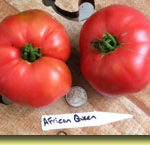 Pictre Tomato African Queen
