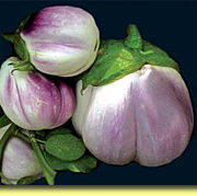 Picture: Eggplant Rosa Bianca