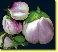Picture: Eggplant Rosa Bianca