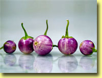 Picture: Eggplant Thai Lavender Frog Eggs