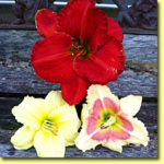 Picture: Daylilies: Desert Flame, Fragrant Returns, & When My Sweetheart Returns