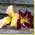 Picture: Daylilies: Golliwog & Mean as a Snake