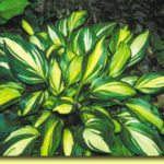 Picture: Hosta Rainbow's End