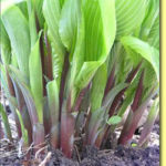 Picture: Hosta Red October
