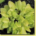 Picture: Hosta Smiley Face