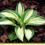 Picture: Hosta Snow Mouse