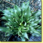 Picture: Hosta Tongue Twister
