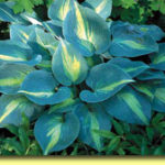 Picture: Hosta Touch of Class