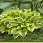 Picture: Hosta Tropical Storm