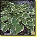 Picture: Hosta Victory
