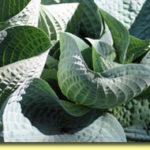 Picture: Hosta Wishing Well