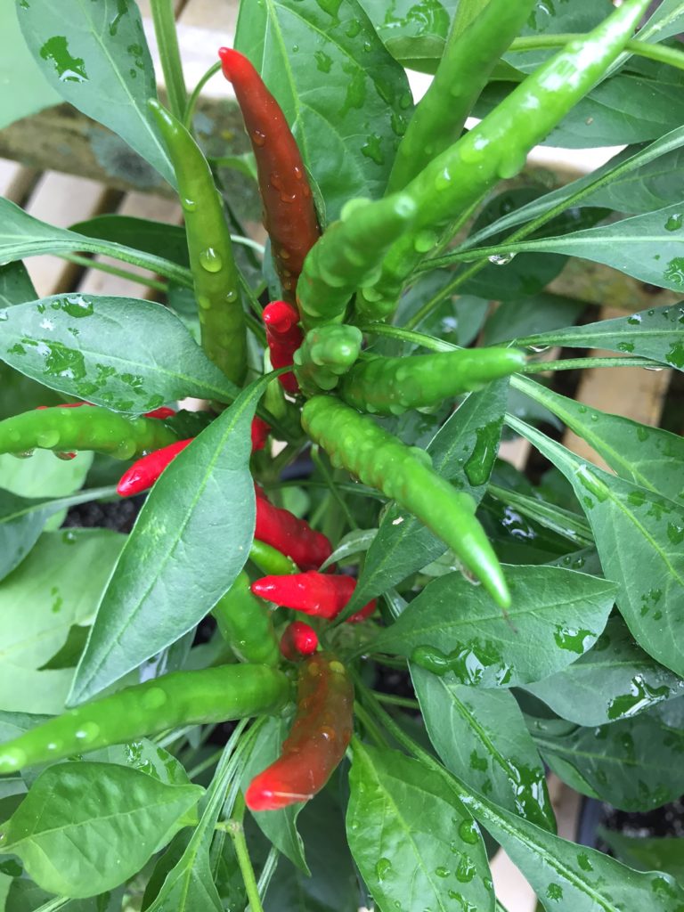 Picture Pepper Takanotsume on plant (my pic)