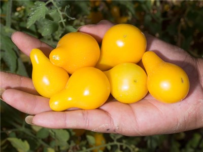Picture Tomato Yellow Pear (courtesy Baker Creek)