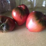 Tomato Tomato Dwarf Purple Heart #1