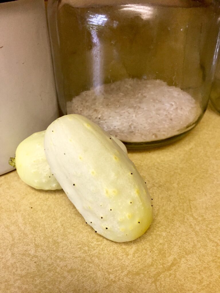 Cucumber Mini White