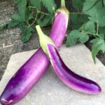 Eggplant Ping Ting #2