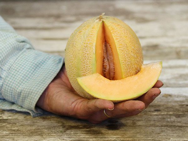 Melon Minnesota Midget (courtesy Baker Creek)