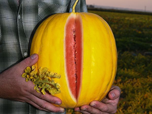 Melon Royal Golden Watermelon (courtesy Baker Creek)