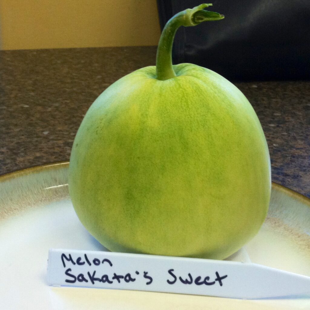 Melon Sakata's Sweet #1 (my picture)