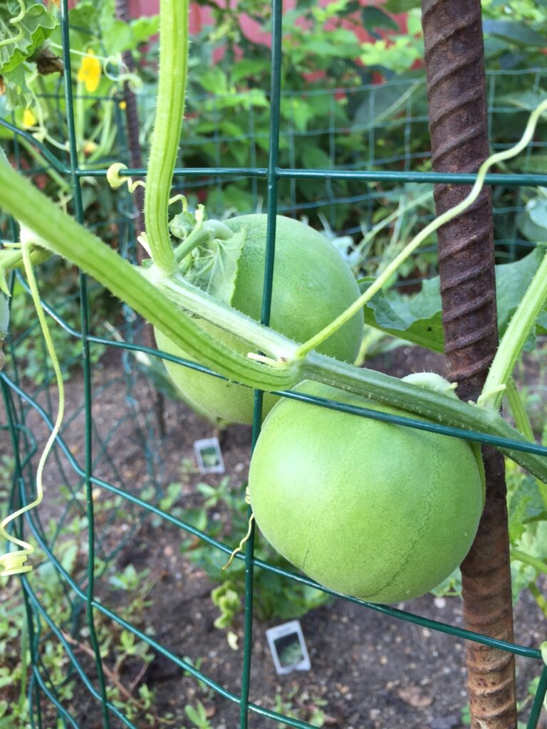 Melon Sakata's Sweet on vine (my pic)