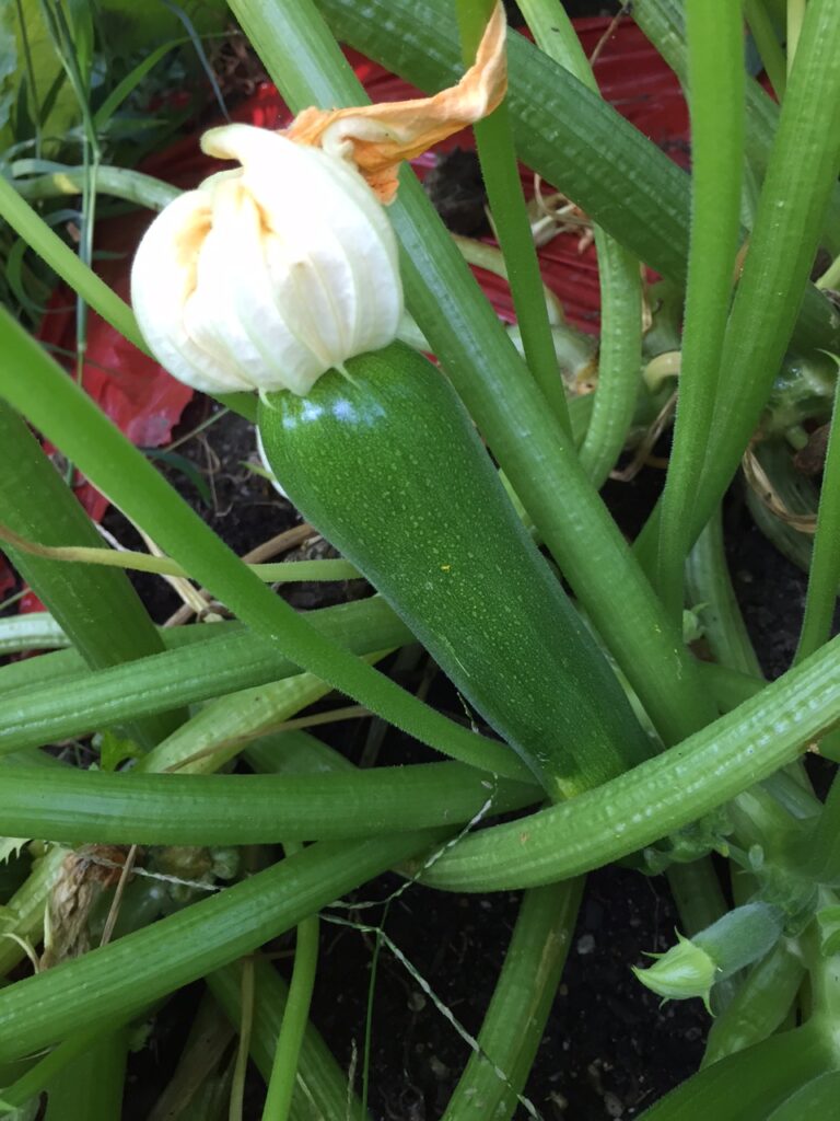 Zucchini Baby on plant (my pic)