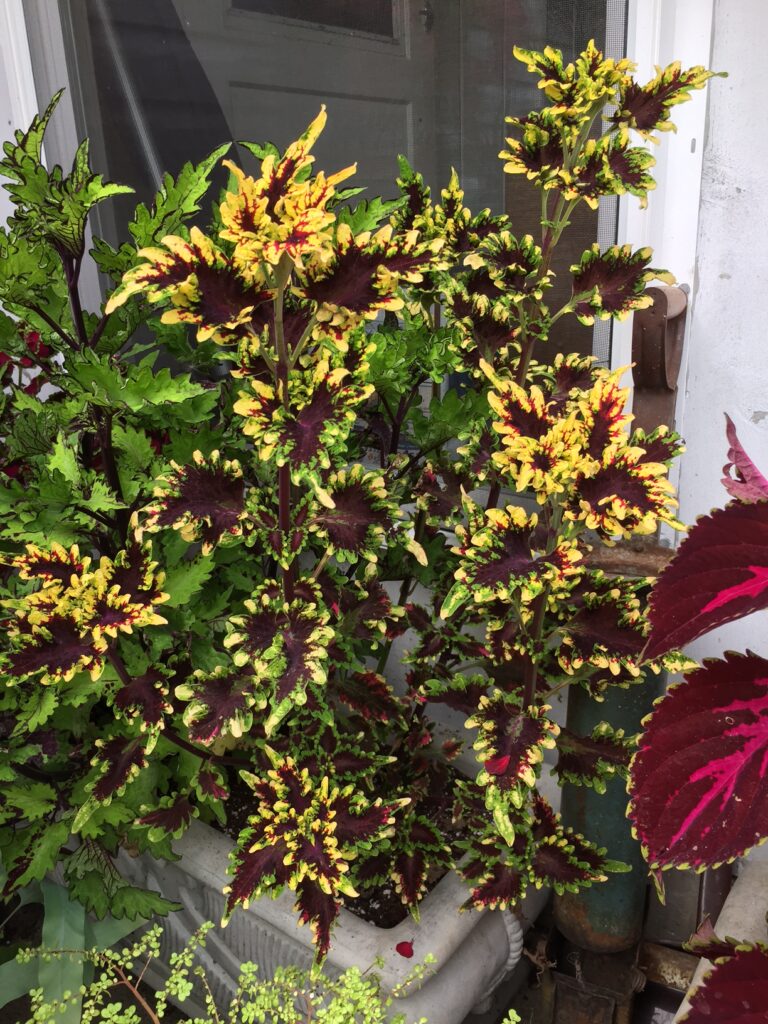 Coleus-Stained-Glassworks-Golden-Gate-my-pic-1