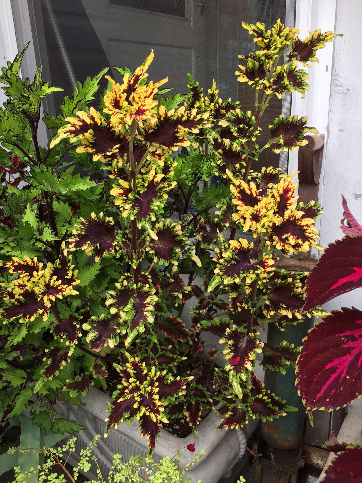 Coleus Stained Glassworks Golden Gate (my pic)