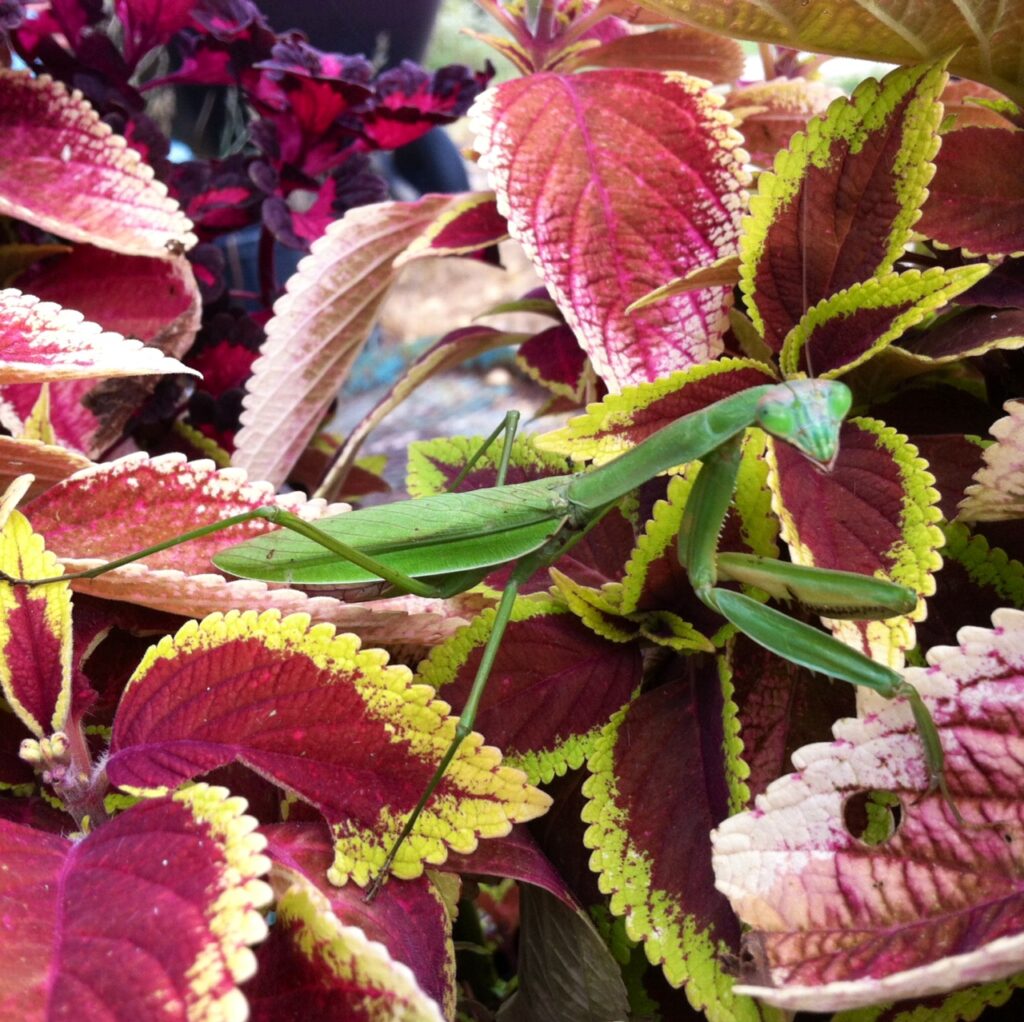 Coleus-and-praying-mantis