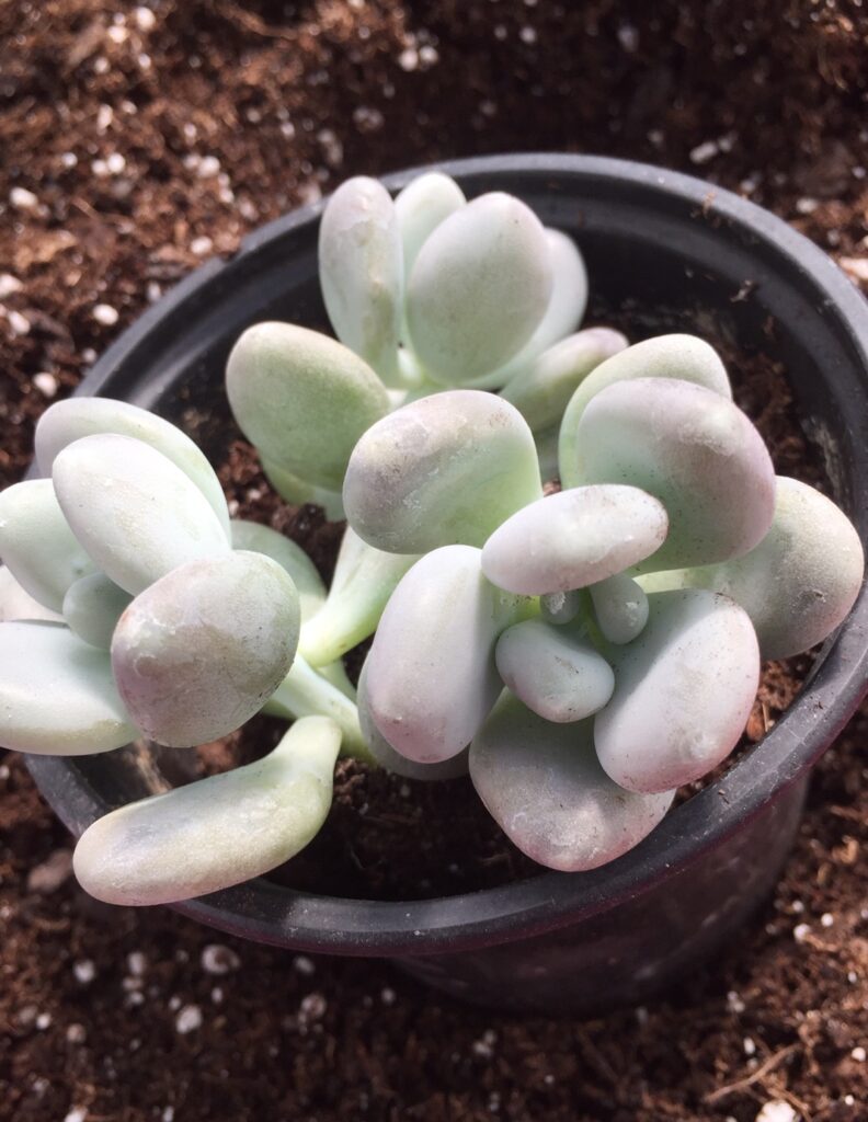 Succulent Pachyphytum (Baby Toes)