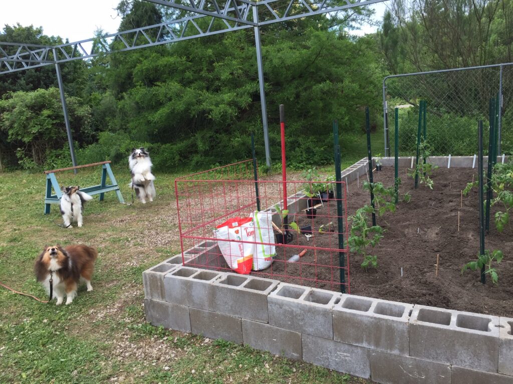 New garden just planted and singing for joy June 2020