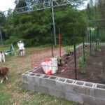 New garden just planted and singing for joy June 2020