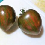 Tomato Black and Brown Boar from customer Kathy