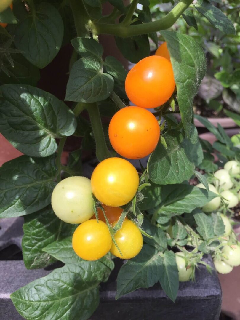 Tomato Jochalos (my pic)