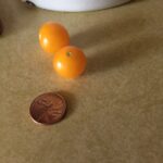 Tomato Pinocchio Orange Microdwarf #2 (my pic)