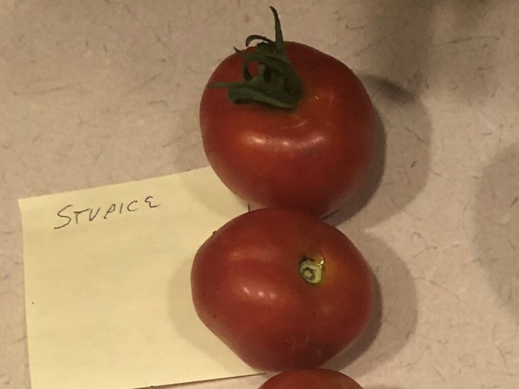 Tomato Stupice from customer Ken