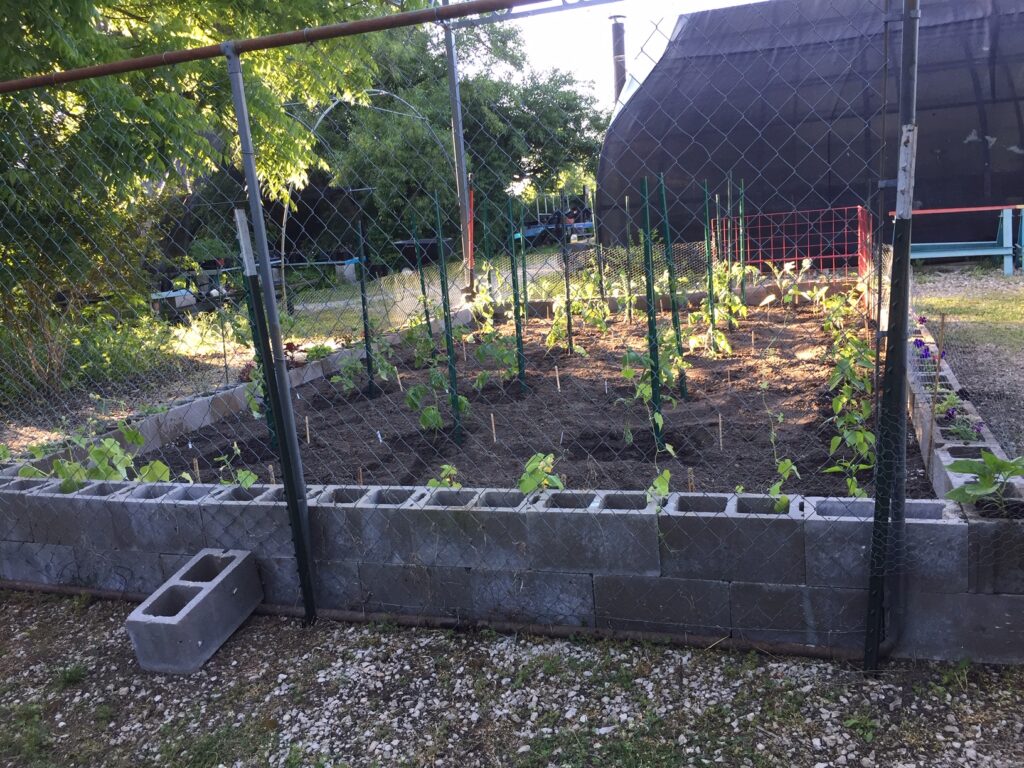new garden just planted and fenced june 2020