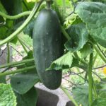 Cucumber Early Russian (my pic)
