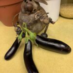 Eggplant Little Fingers EXCELLENT (my pic)