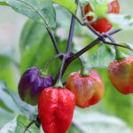 Pepper Chaotic Jester (courtesy Heritage Seed Market)