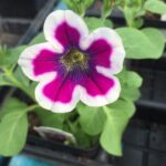 Petunia Hippy Chick Violet (my pic)