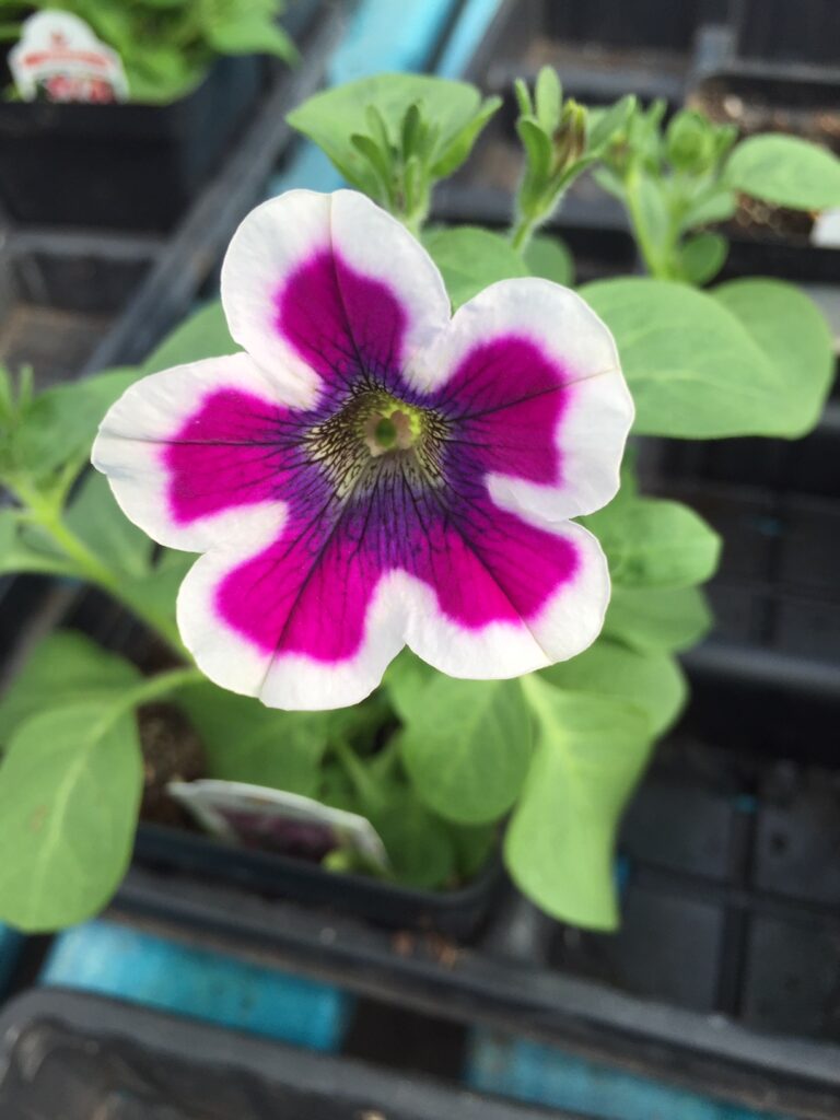 Petunia Hippy Chick Violet (my pic)