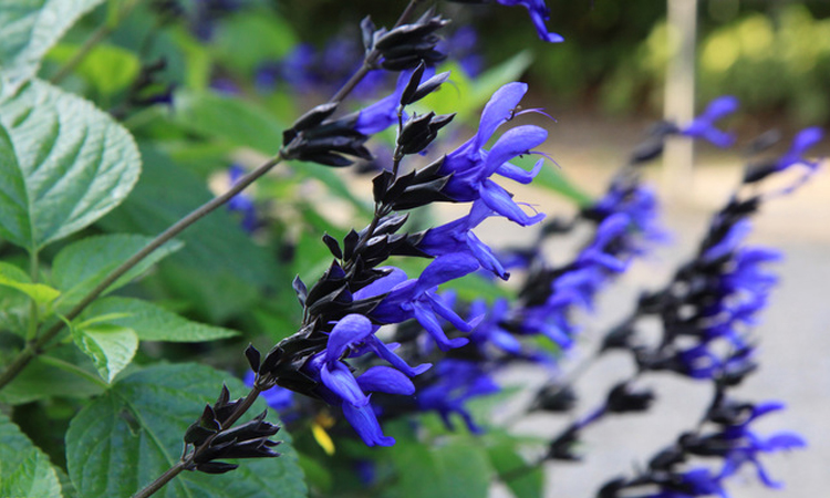 Salvia Black and Blue