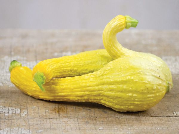 Squash Early Golden Crookneck (courtesy Baker Creek)